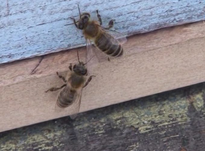 Kako pripremiti pčele za zimski period – objašnjava pčelar Radoje Matić