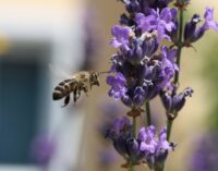 Brusko selo – zalog za budućnost 26: Pčelarstvo kao razvojna šansa opštine Brus