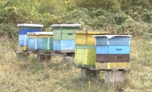 Saveti pčelara za nastupajući zimski period