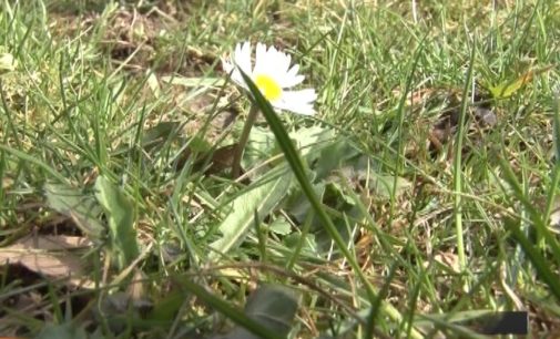 Do sredine juna temperature iznad višegodišnjeg proseka