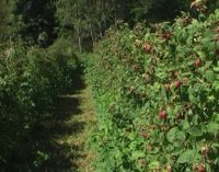 Razvoj najvećeg sela bruske opštine
