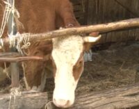 U toku je konkurs opštine Brus za veštačko osemenjavanje krava