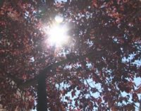 Sunčano i toplo na početku novembra