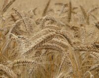 Brusko selo – zalog za budućnost 12: „Pšenica je od svih semena za najveće poštovanje”