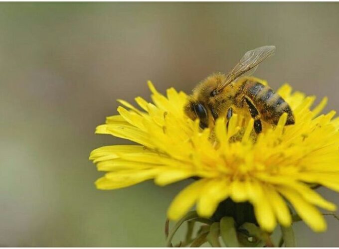 Konkurs Ministarstva poljoprivrede – pčelarstvo