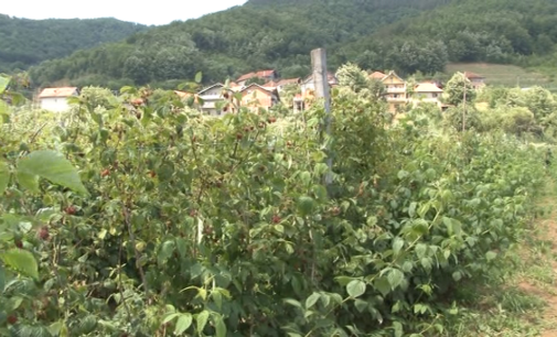 Malinari bruskog kraja zadovoljni ovogodišnjom berbom