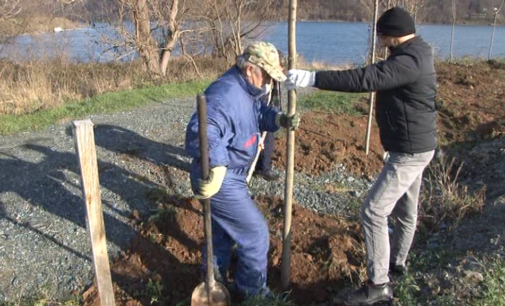 Nove sadnice na obali jezera Ćelije