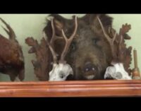 Počinje lovna sezona na području Lovišta Kopaonik